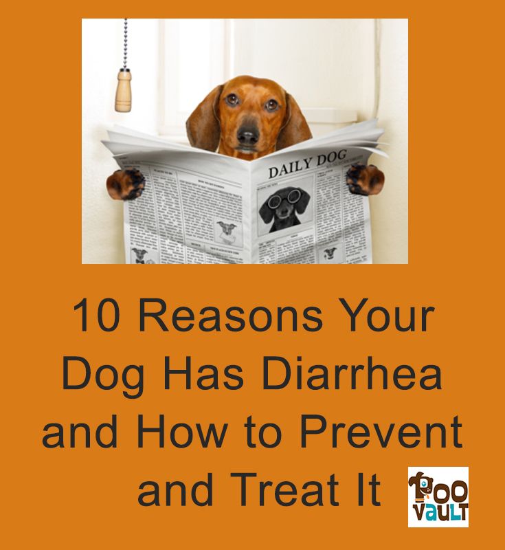 10 Reasons Your Dog Has Diarrhea and How to Prevent and ...