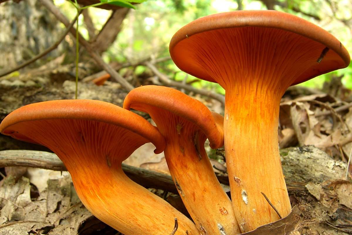 6 Deadly Mushrooms to be Aware of While Foraging