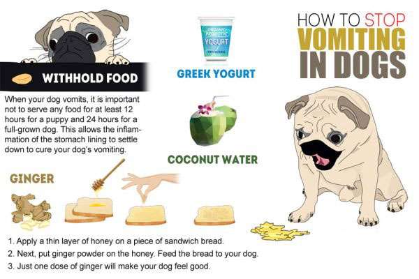8 Cheap, Easy and Natural Home Remedies to Treat Vomiting in Dogs