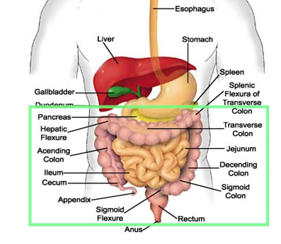 Bacterial Diseases Of The Lower Digestive System Diet Abdominal
