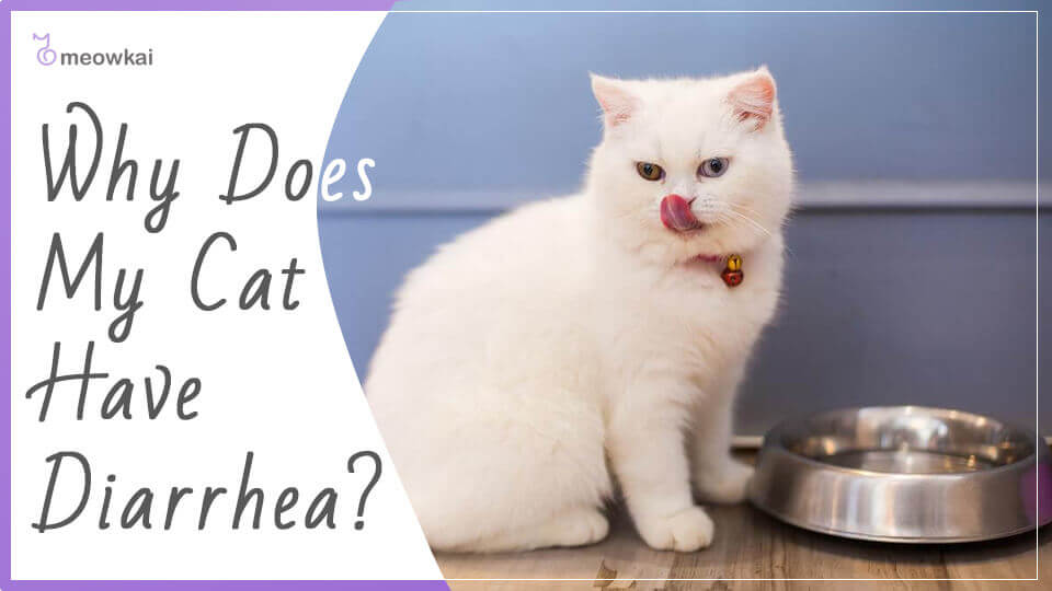 Best Cat Food For Diarrhea  A Careful Cat Owners Guide ...