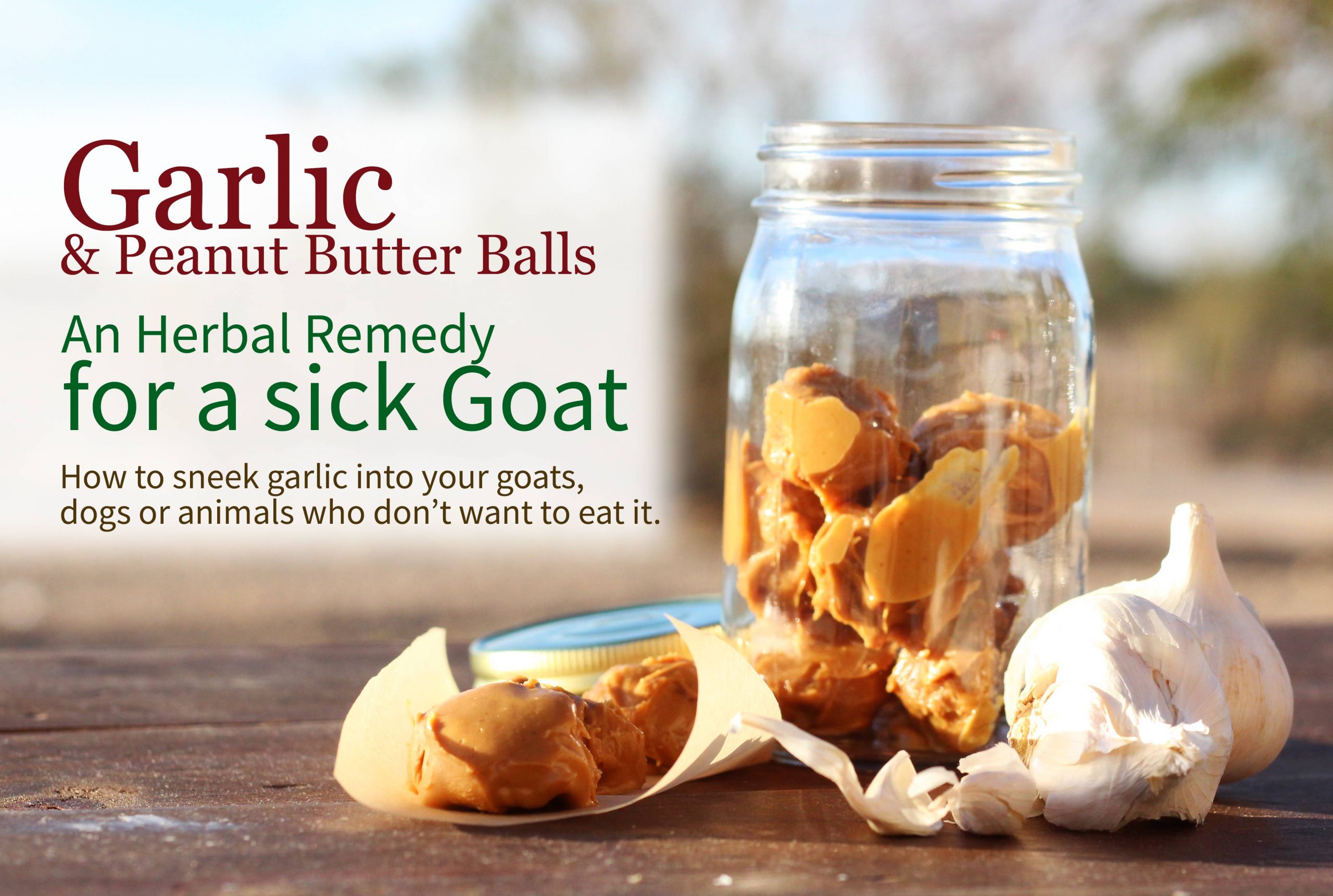 DIY Garlic Remedy for a Sick Goat: Garlic &  Peanut Butter ...