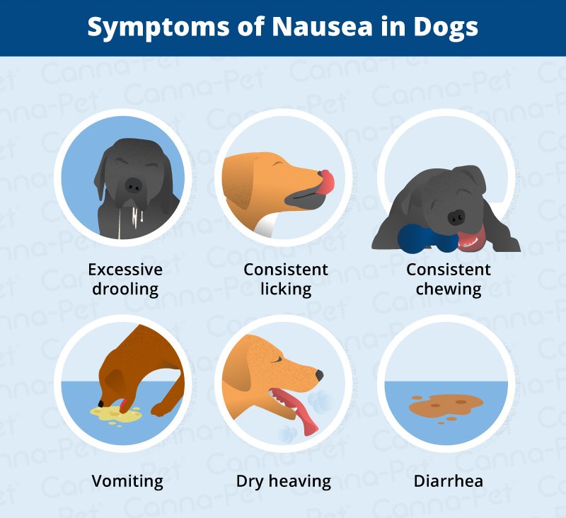 Dog Nausea & Natural Remedies