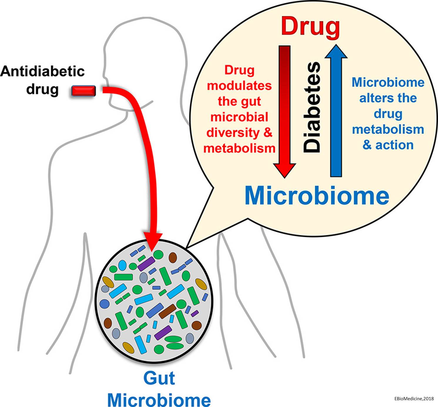 Gut microbiome may affect some anti