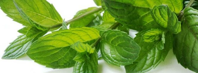 Health Effects of Peppermint Oil