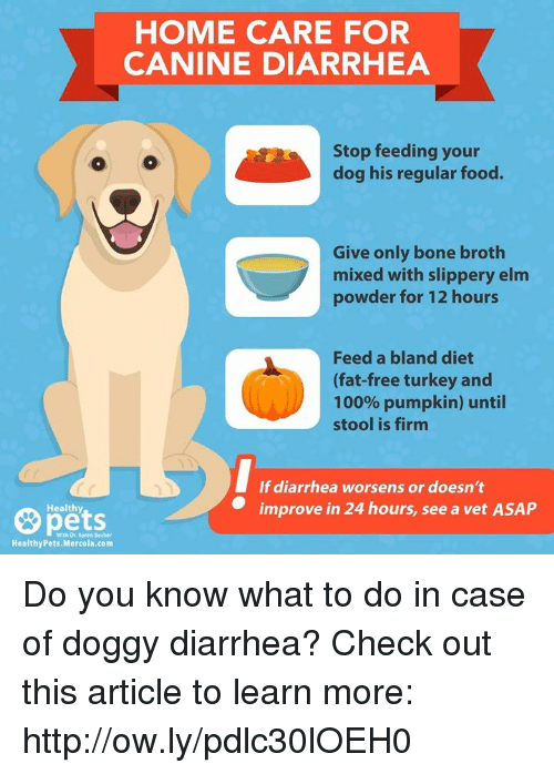 Home Care For Canine Diarrhea Stop Feeding Your Dog His