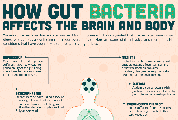 How does the gut microbiome effect our brains?
