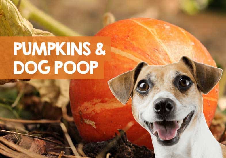 How Long Should I Give My Dog Pumpkin For Diarrhea ...