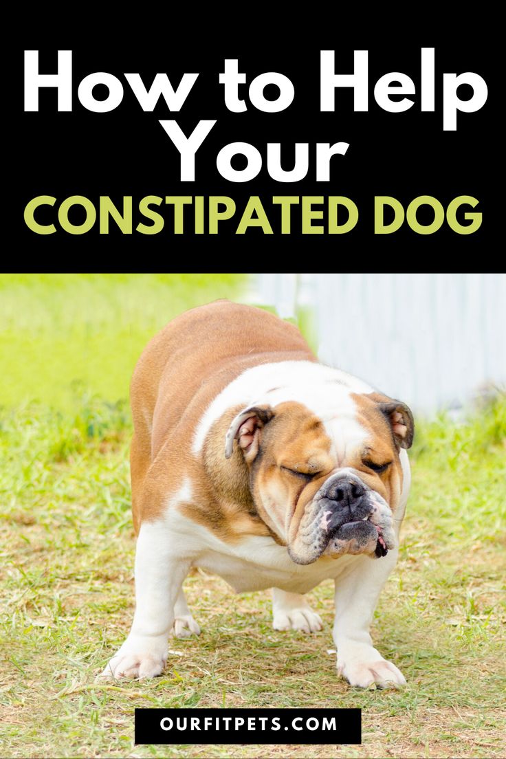 How to Help Your Constipated Dog