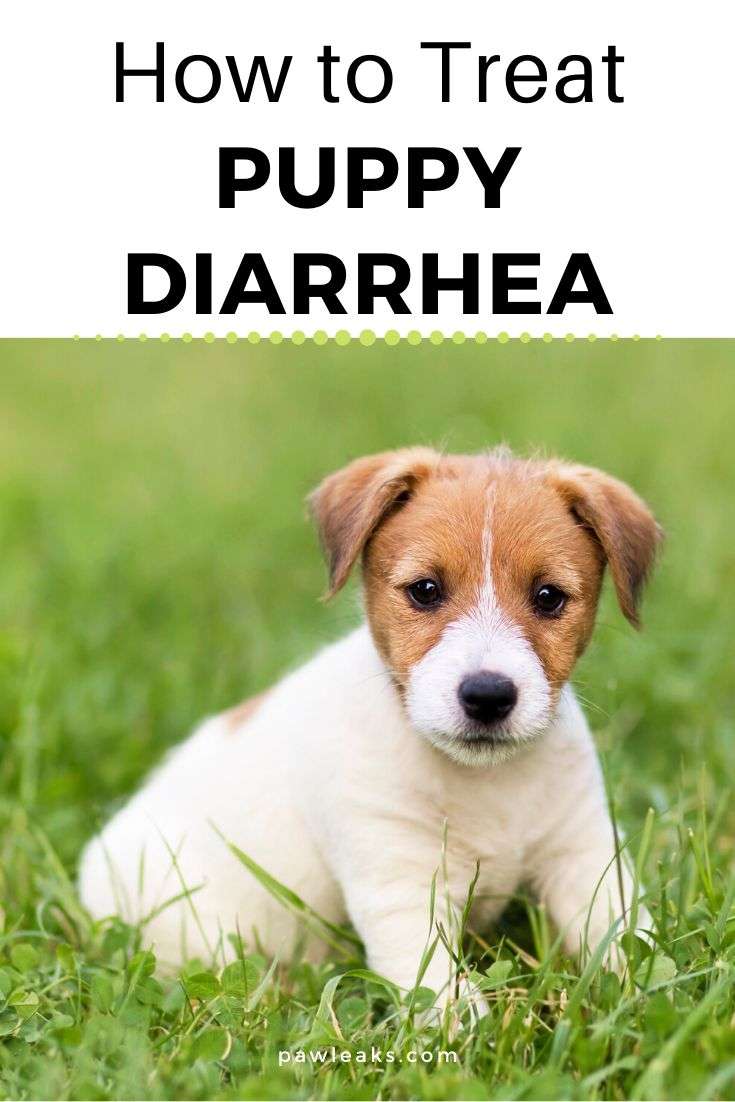 How to Treat Puppy Diarrhea
