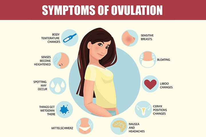 Introduction to Ovulation, Its Phases and Test
