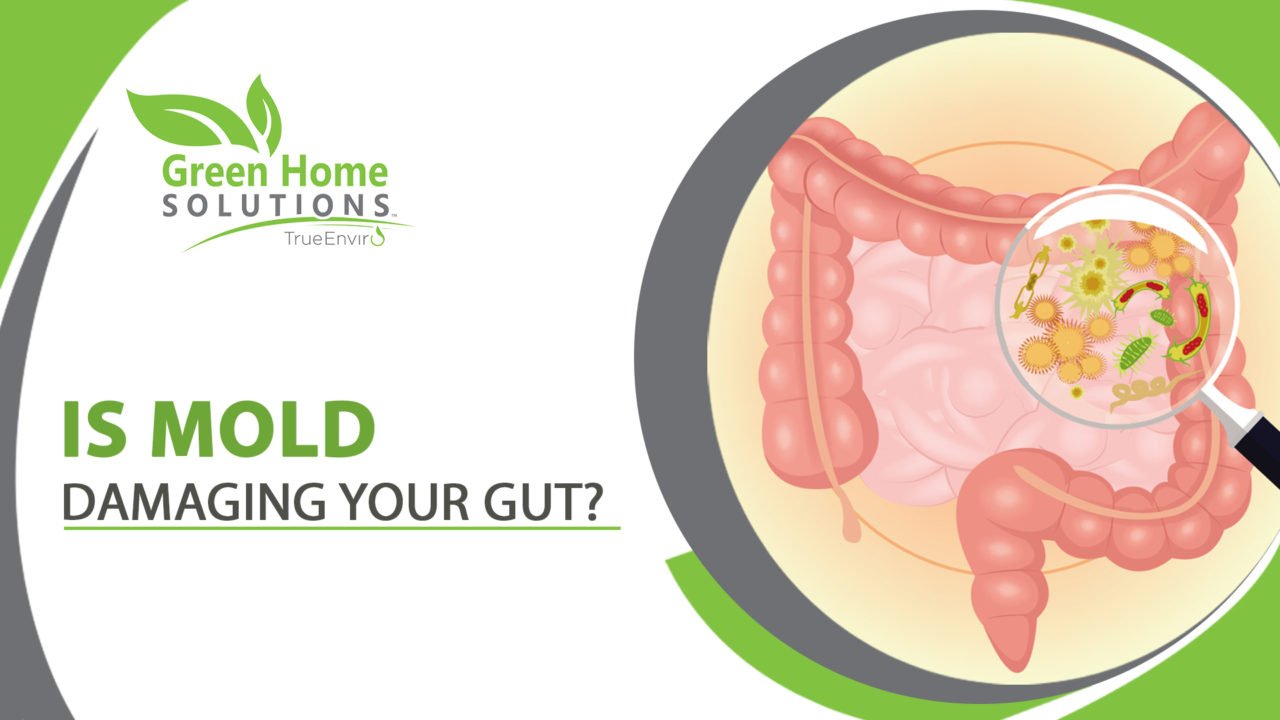 Is Mold Damaging Your Gut?