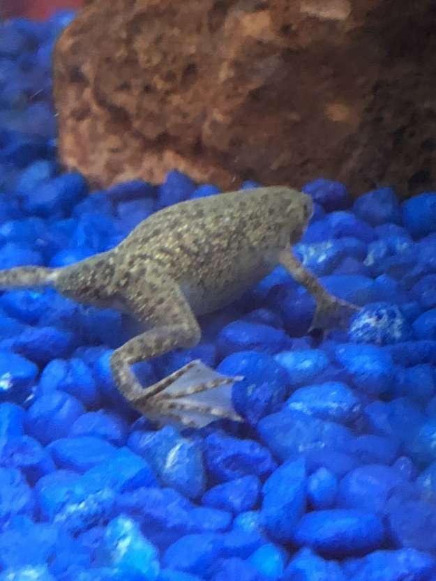 Is My African Dwarf Frog Dropsy Or Pregnant