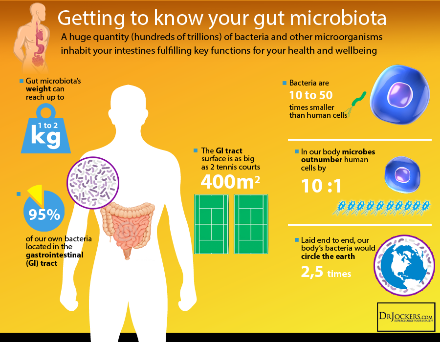Is Your Gut Bacteria Making You Fat?