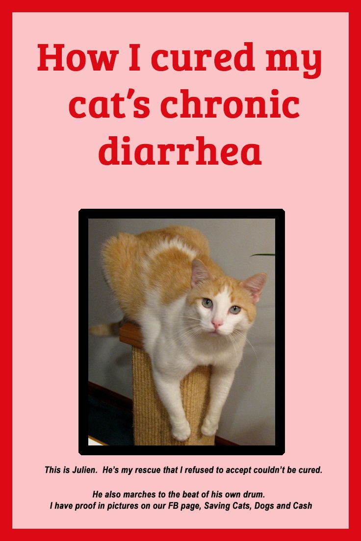 Kitten Diarrhea Treatment