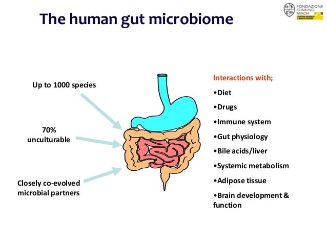 Personalised nutrition for the gut microbiome