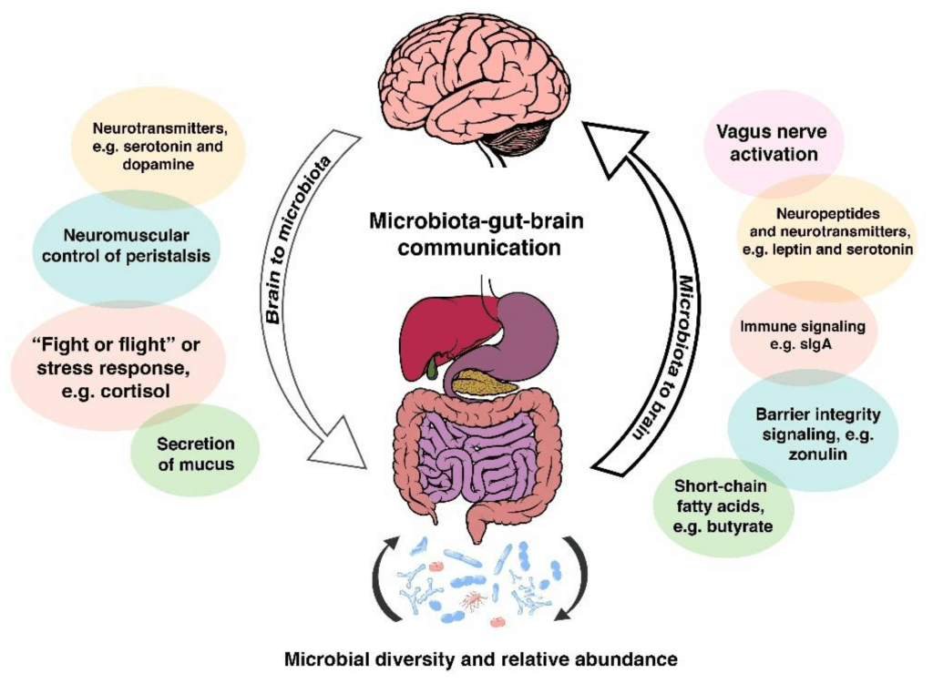 The Microbiota