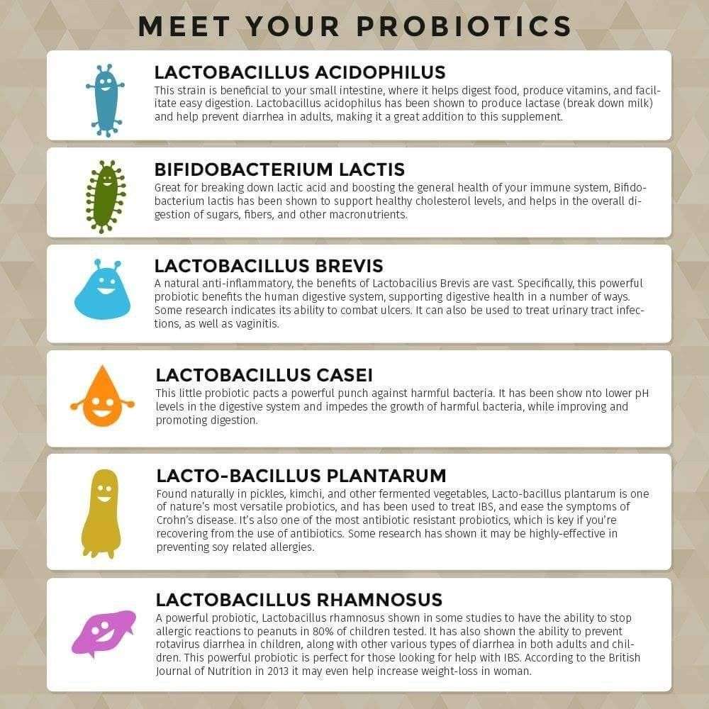 Types of probiotics infographic