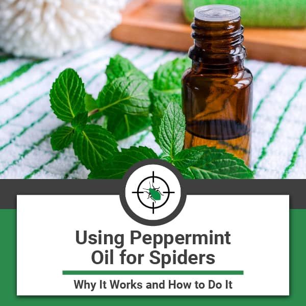 using peppermint oil for spiders