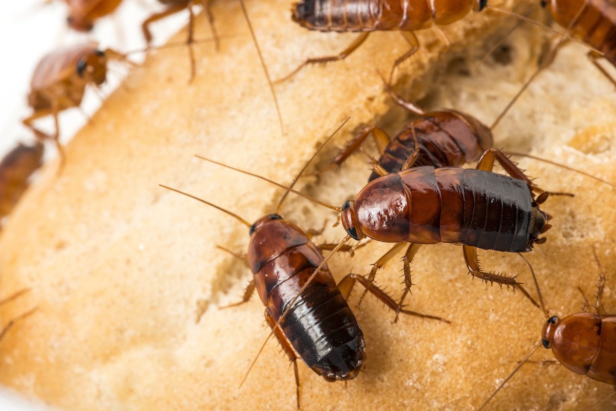 What Attracts Roaches into My Home?